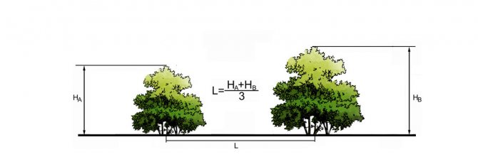 Расстояние между местами посадки кустарников